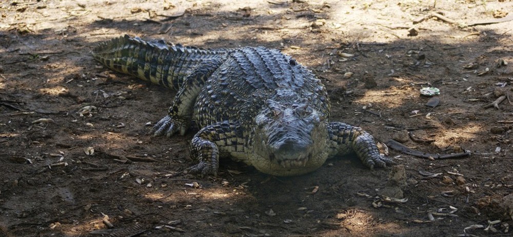 Cuban Krokodil